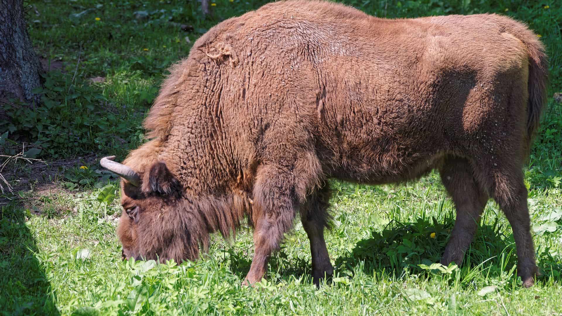 Białowieża National Park: Europe’s Wilderness Sanctuary