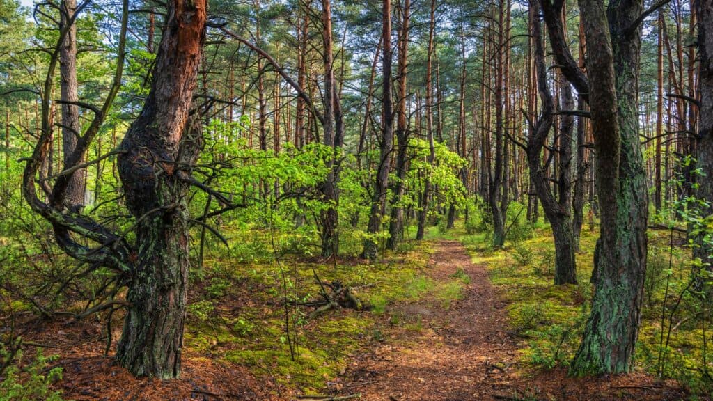 Kampinos National Park