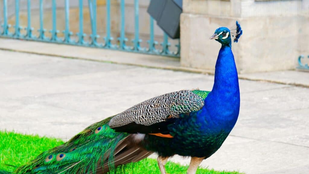Peacock in Łazienki Park