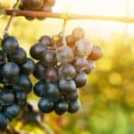 Wine Lover’s Paradise: Discover Zielona Góra Hidden Vineyards
