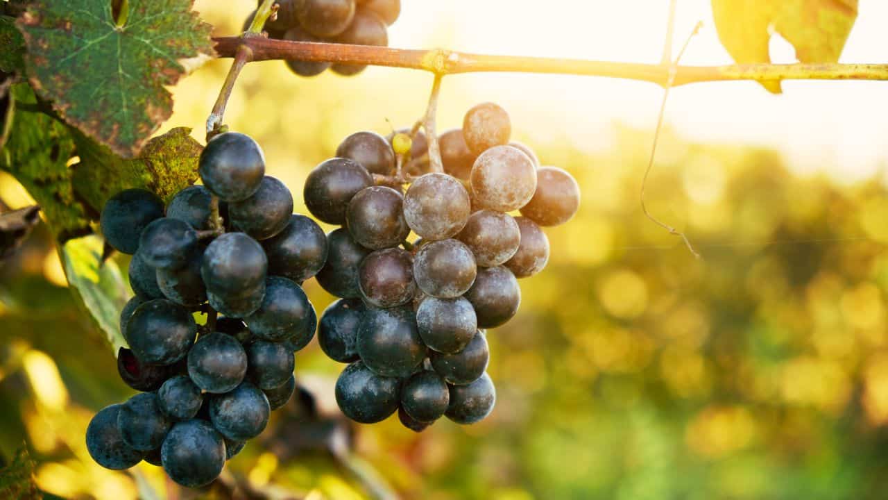 Wine Lover’s Paradise: Discover Zielona Góra Hidden Vineyards